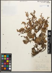 Foto von Salix retusa L.